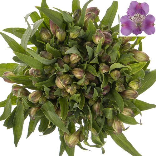 Alstroemerie milka Antaris 60 Gramm 75cm