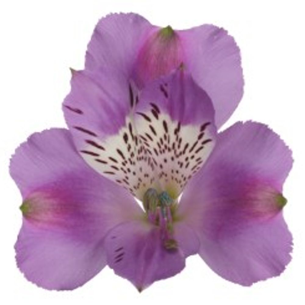 Alstroemerie milka Antaris 60 Gramm 75cm