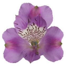 Alstroemerie milka Antaris 60 Gramm 75cm