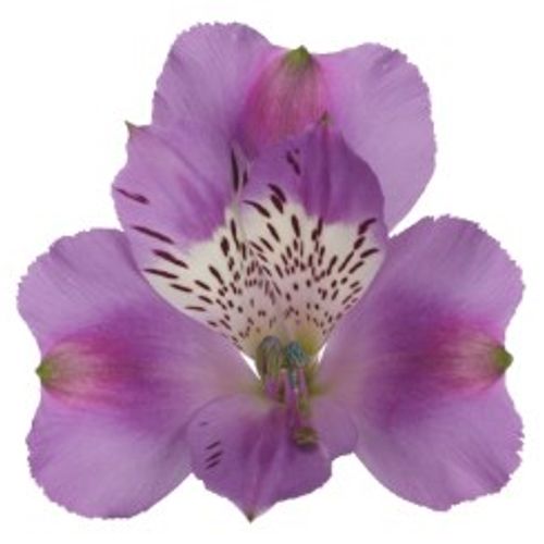 Alstroemerie milka Antaris 60 Gramm 75cm