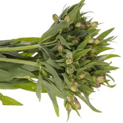 Alstroemerie milka Antaris 60 Gramm 75cm