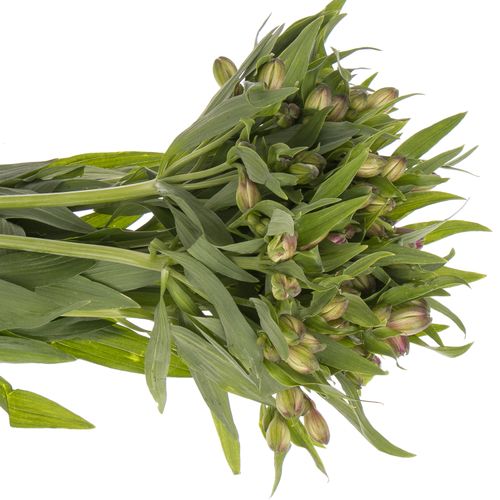 Alstroemerie milka Antaris 60 Gramm 75cm