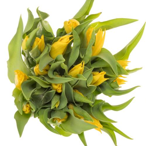 Tulpe gelb Glamour Triflor 38 Gramm