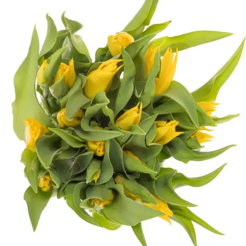 Tulpe gelb Glamour Triflor 38 Gramm