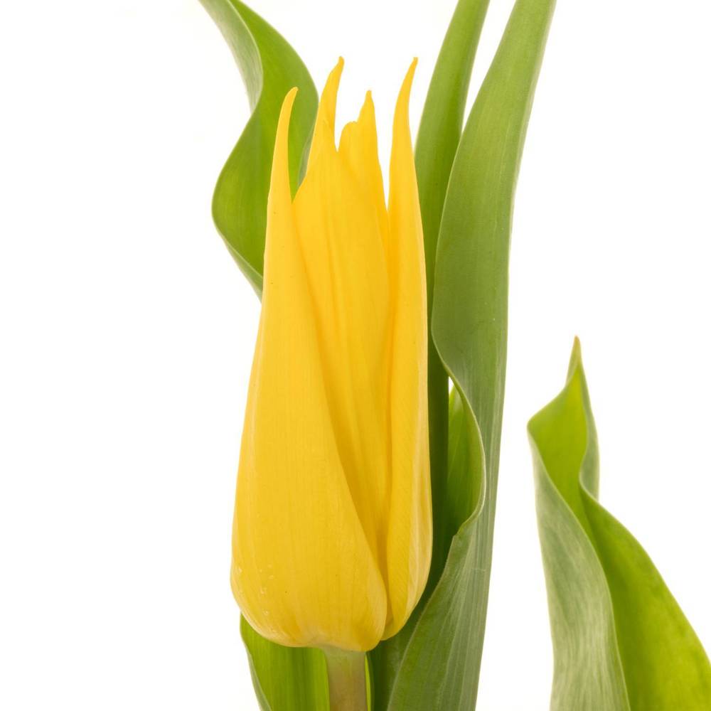 Tulpe gelb Glamour Triflor 38 Gramm