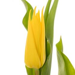 Tulpe gelb Glamour Triflor 38 Gramm