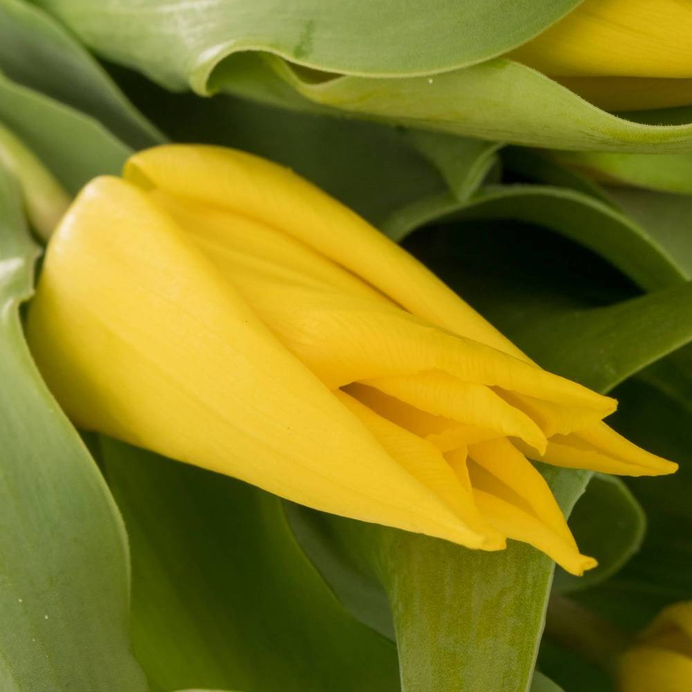 Tulpe gelb Glamour Triflor 38 Gramm