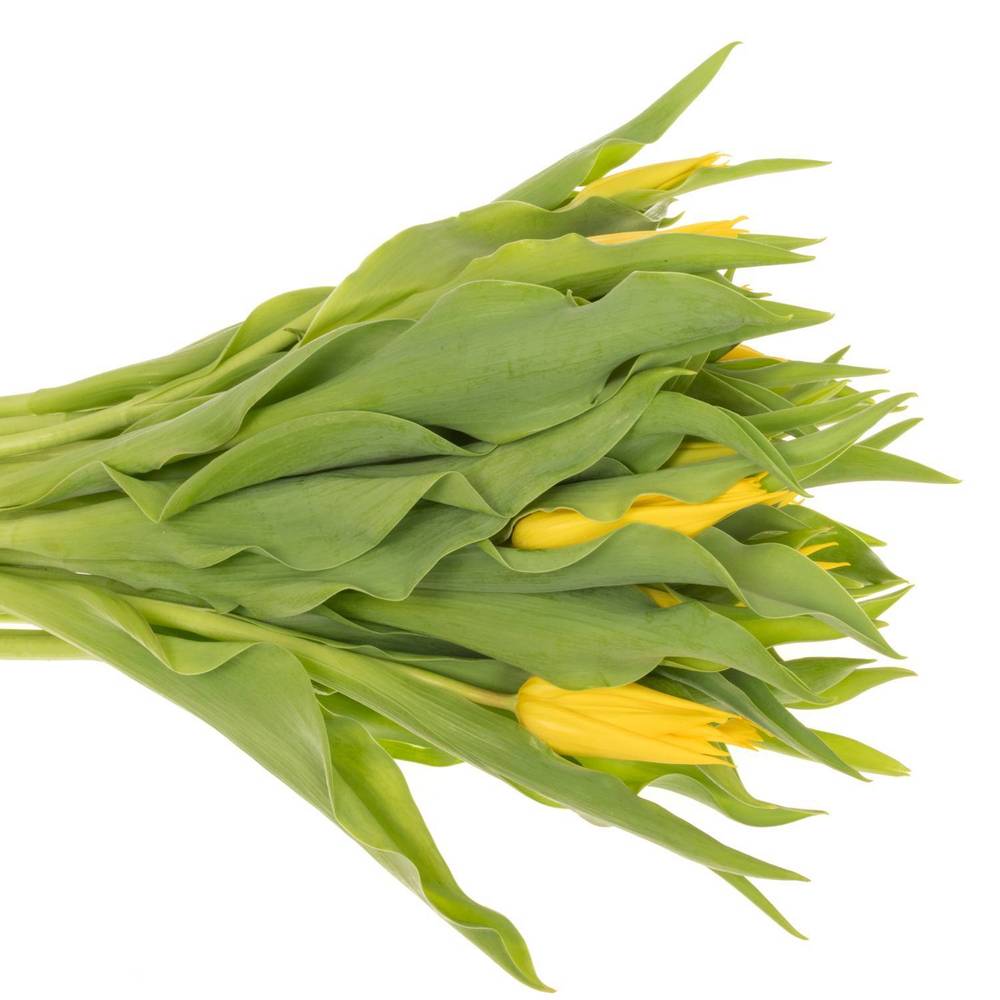 Tulpe gelb Glamour Triflor 38 Gramm