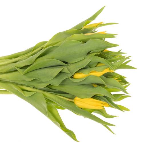 Tulpe gelb Glamour Triflor 38 Gramm