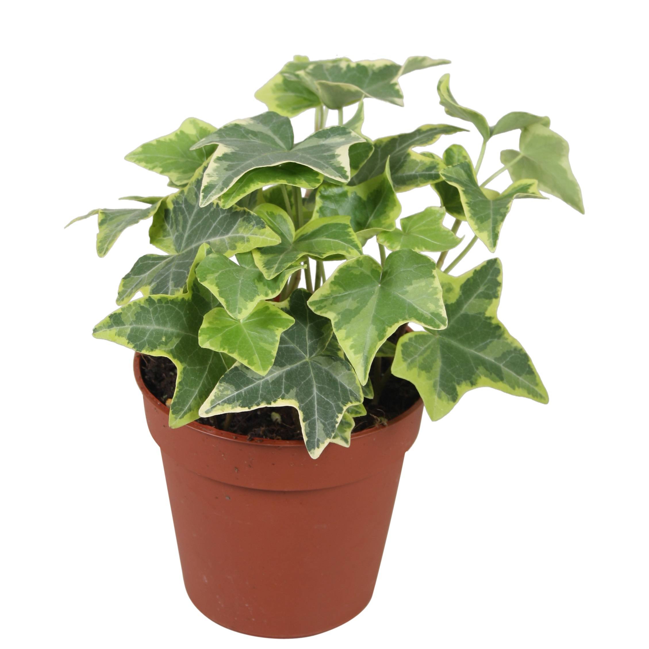 Efeu Gold Child gelb/Bunt T09 H10 (Efeu) | Heyl - Blumengrohandel /  Floristikgrohandel