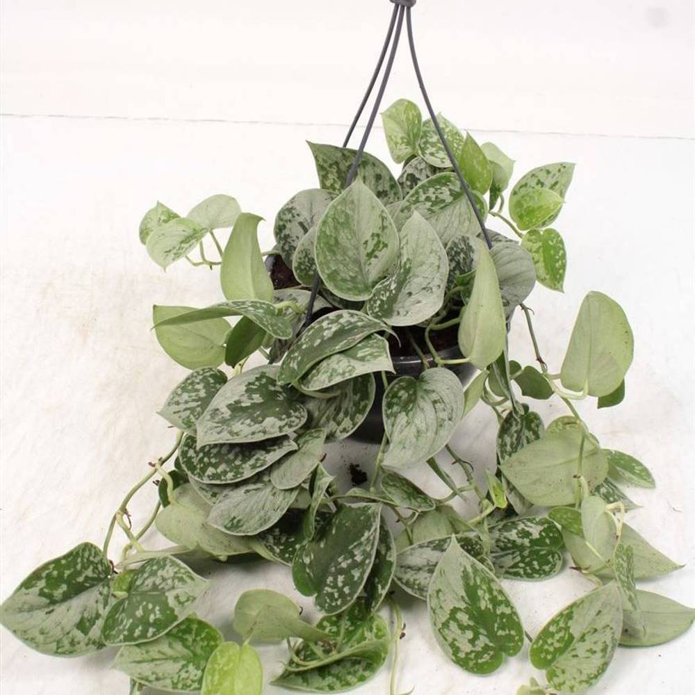 Scindapsus Silvery Ampel T19