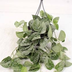 Scindapsus Silvery Ampel T19