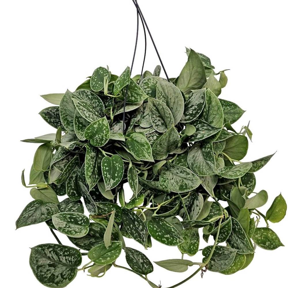Scindapsus Silvery Ampel T19