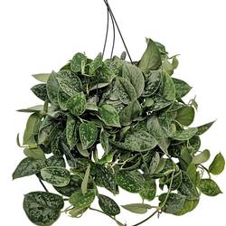 Scindapsus Silvery Ampel T19