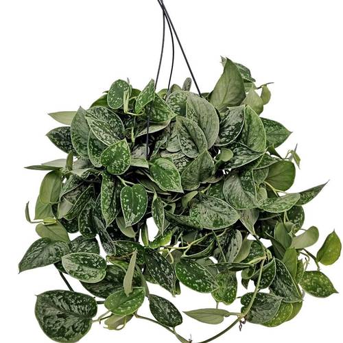 Scindapsus Silvery Ampel T19
