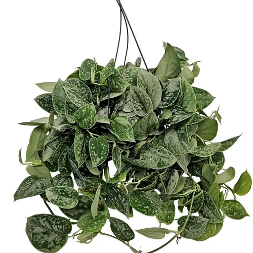 Scindapsus Silvery Ampel T19