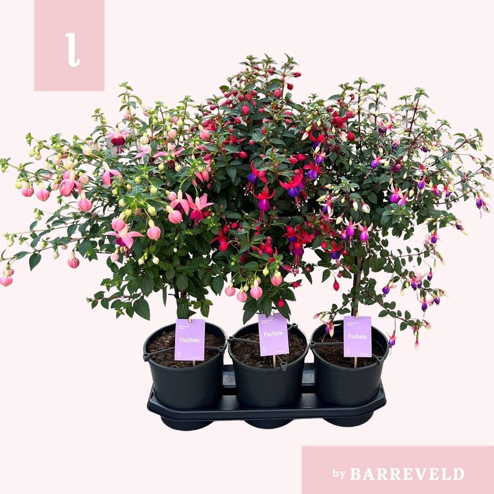 Fuchsia auf Stamm mix T19 H075