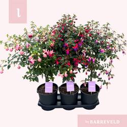 Fuchsia auf Stamm mix T19 H075