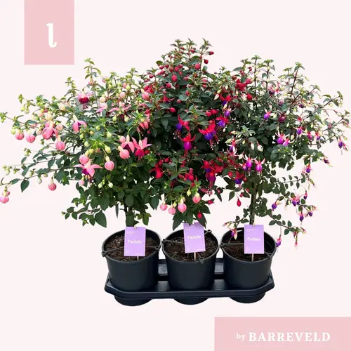 Fuchsia auf Stamm mix T19 H075