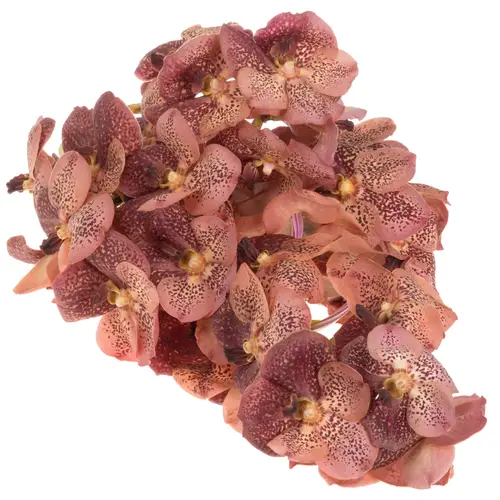 Vanda orange Leopard Coral 2-3 Stiele 16Blüte