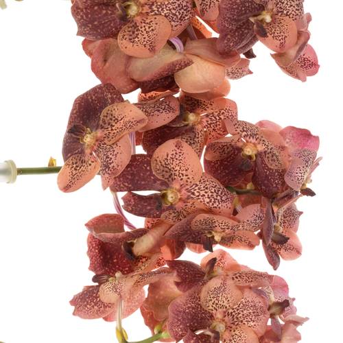 Vanda orange Leopard Coral 2-3 Stiele 16Blüte