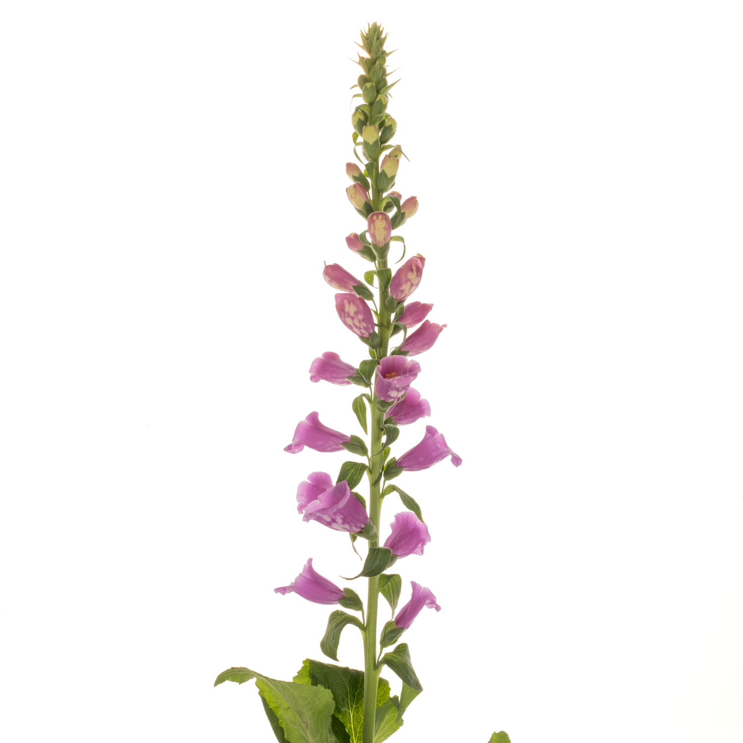 Digitalis rosa Camelot Lavender 95cm