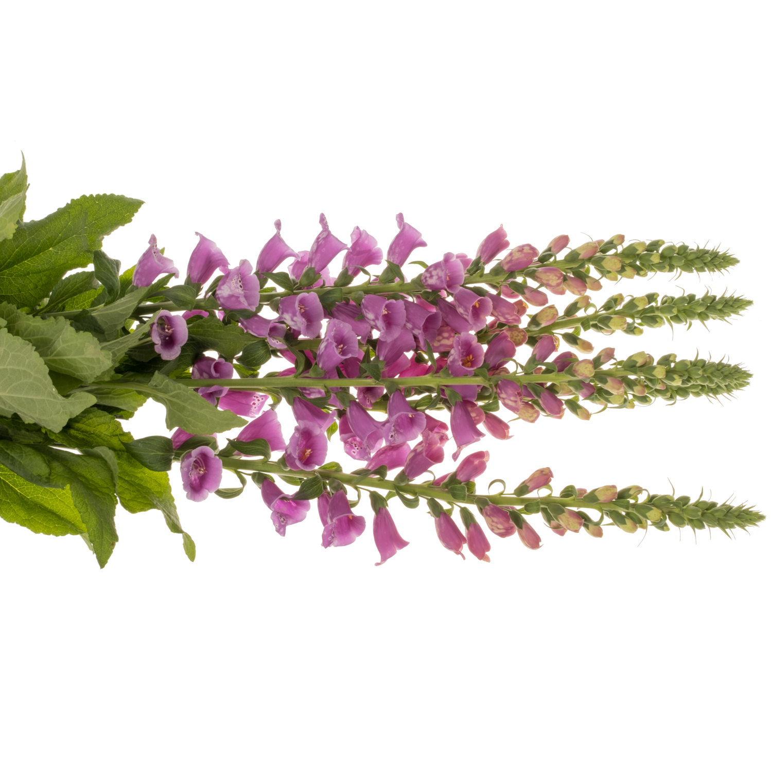 Digitalis rosa Camelot Lavender 95cm