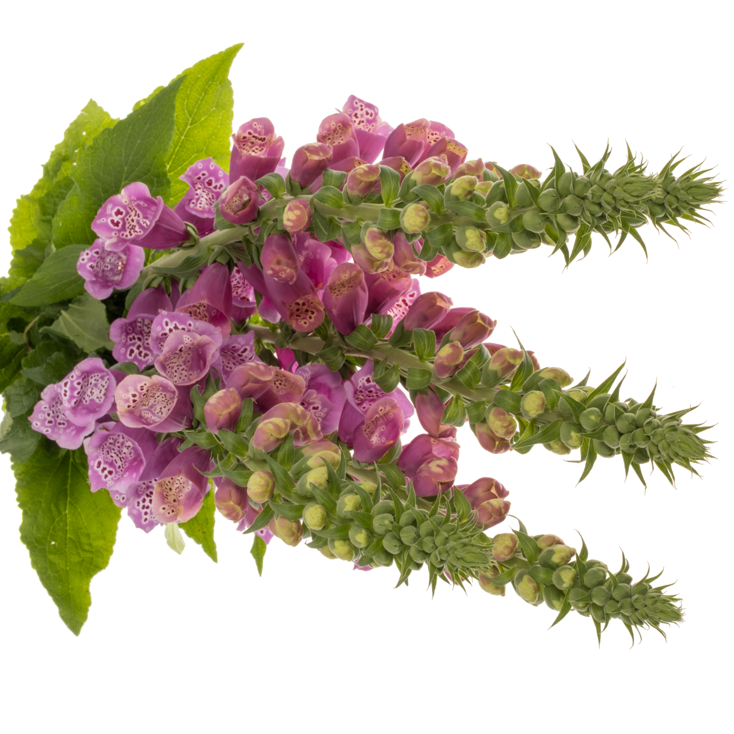 Digitalis rosa Camelot Lavender 95cm