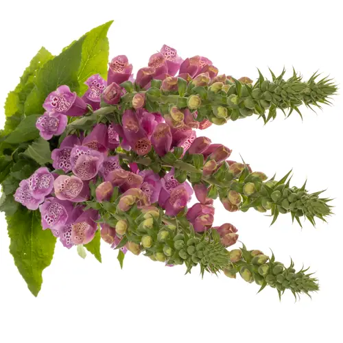 Digitalis rosa Camelot Lavender 95cm