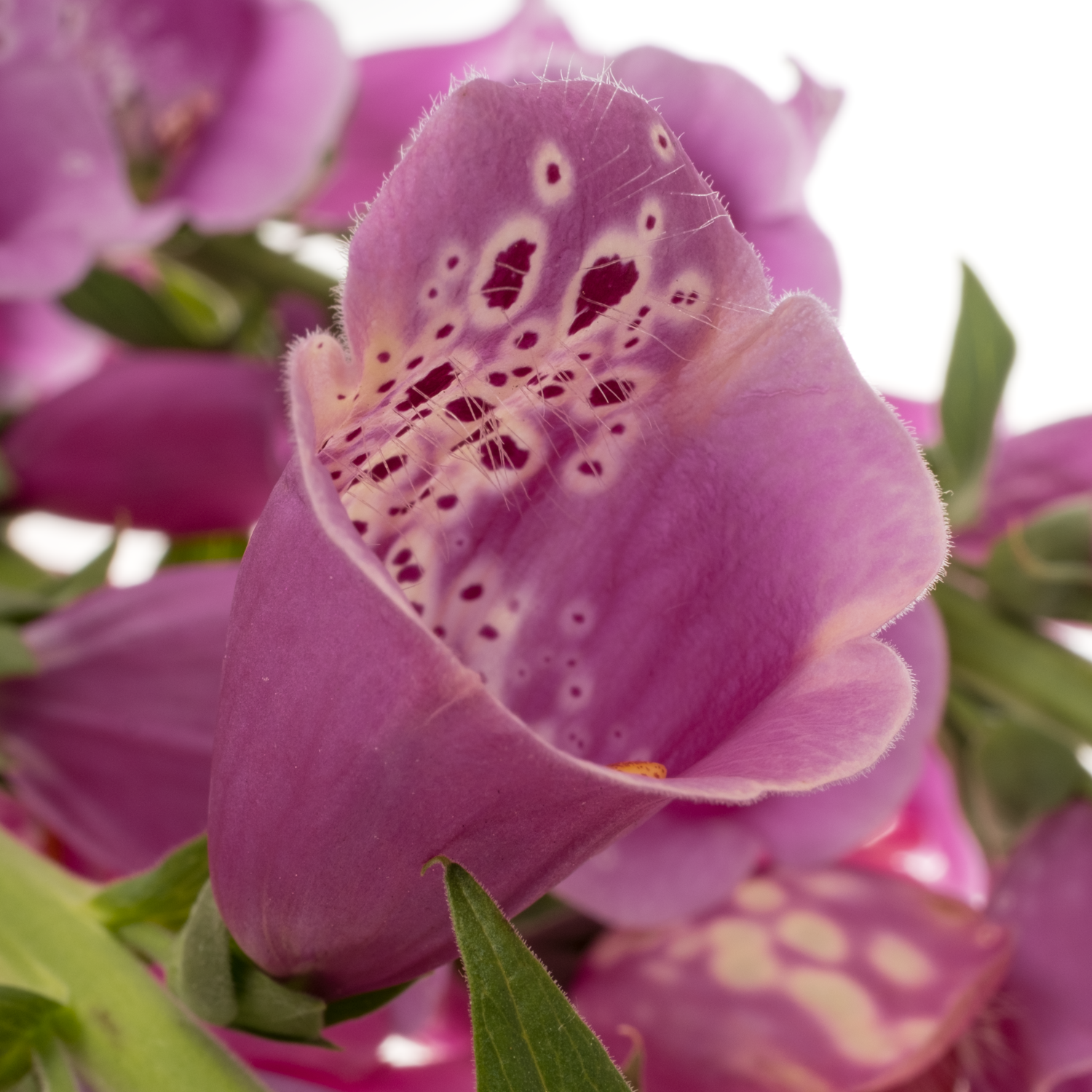 Digitalis rosa Camelot Lavender 95cm