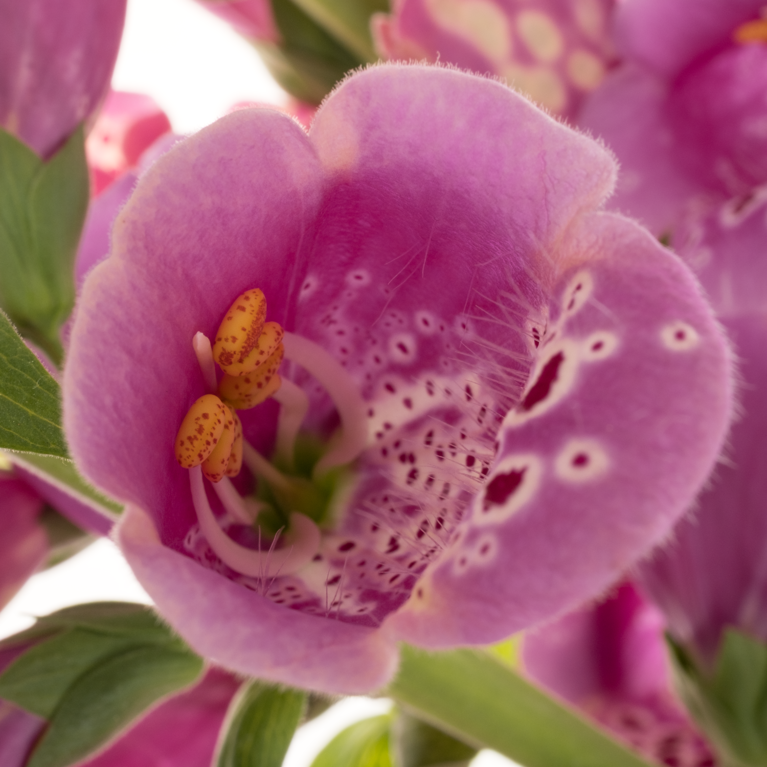 Digitalis rosa Camelot Lavender 95cm