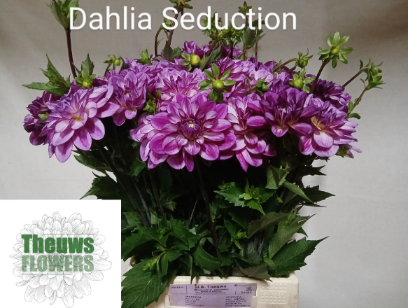 Dahlia lila/rose seduction 50cm