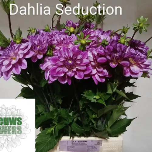 Dahlia lila/rose seduction 50cm
