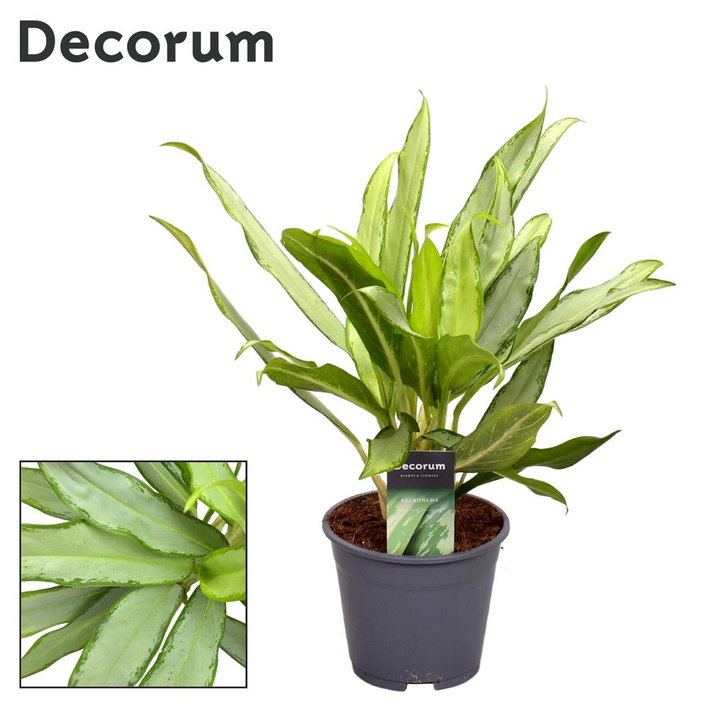 Aglaonema White Lance T14 H40