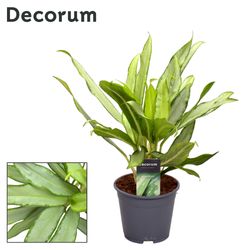 Aglaonema White Lance T14 H40