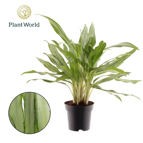 Aglaonema White Lance T14 H40