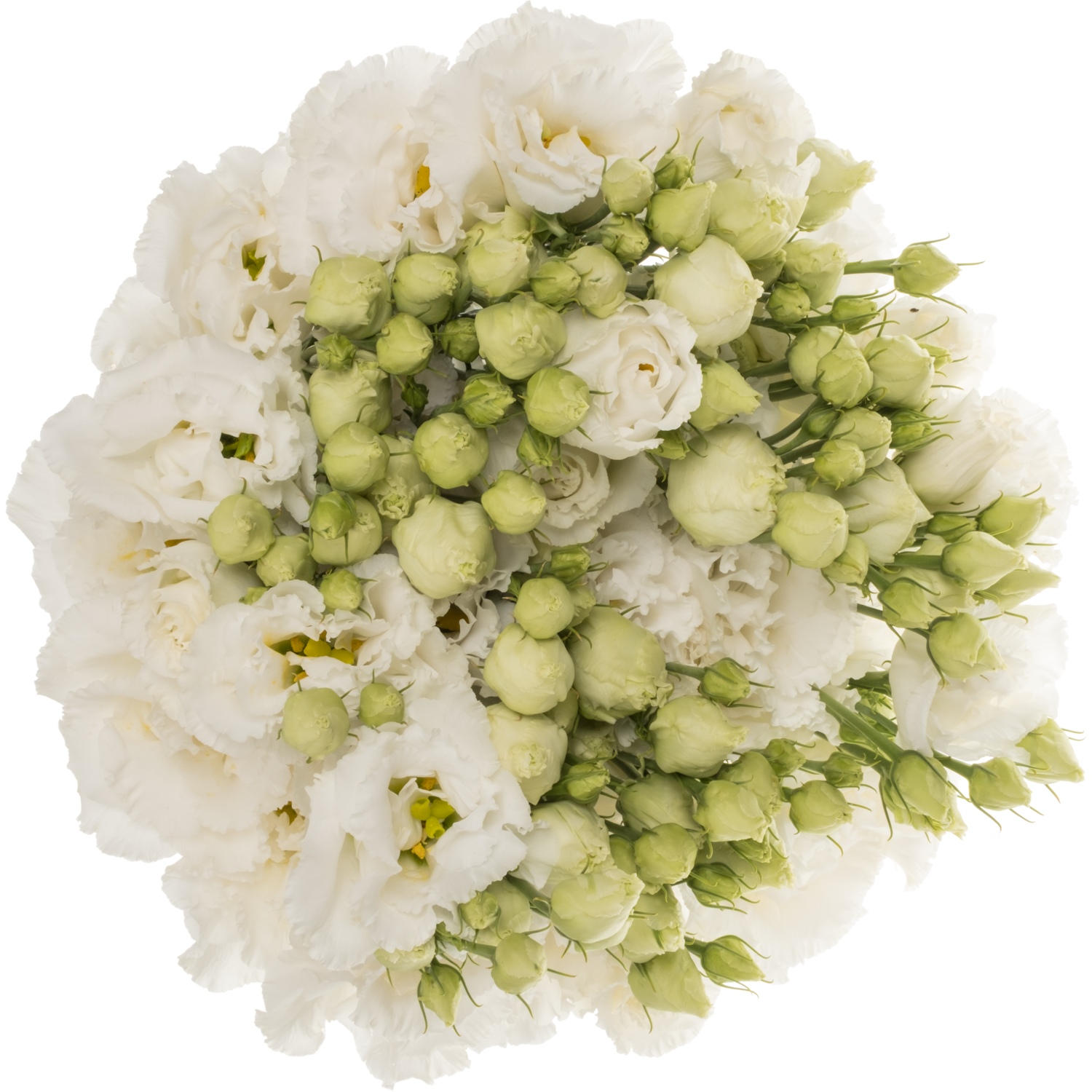 Lisianthus weiss Alissa Pure White sunrise super 70cm