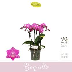 Phal.3-5R rosa Boquetto Desiree T12 H035