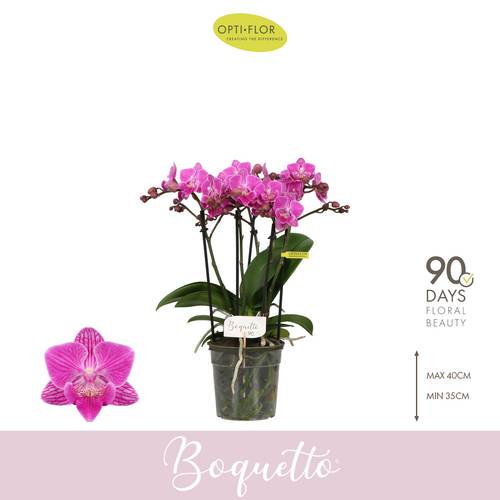 Phal.3-5R rosa Boquetto Desiree T12 H035