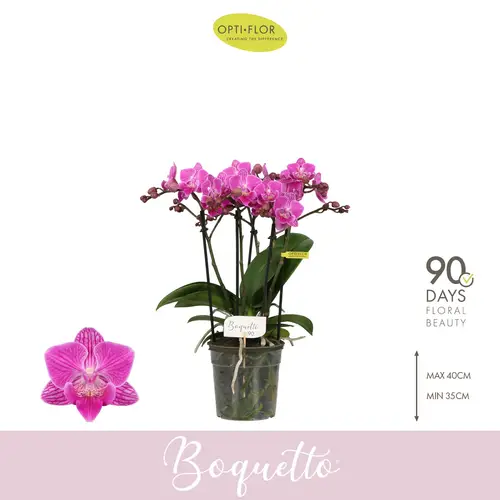 Phal.3-5R rosa Boquetto Desiree T12 H035