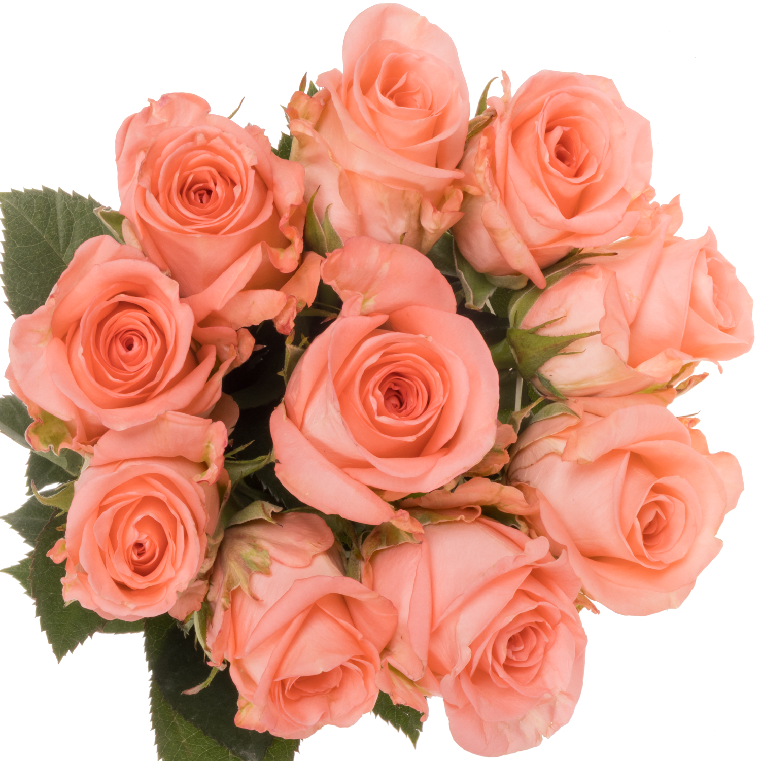 Rose lachs Unicorn 60cm