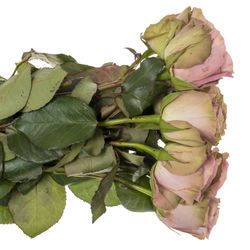 Rose lila/hell grün Tiara 50cm