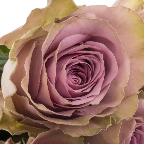 Rose lila/hell grün Tiara 50cm
