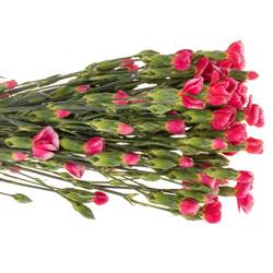 Mininelke rot Symply Beauty 60cm X20