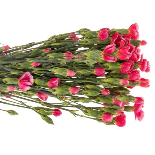 Mininelke rot Symply Beauty 60cm X20