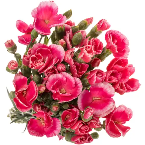 Mininelke rot Symply Beauty 60cm X20