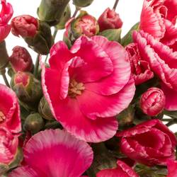 Mininelke rot Symply Beauty 60cm X20