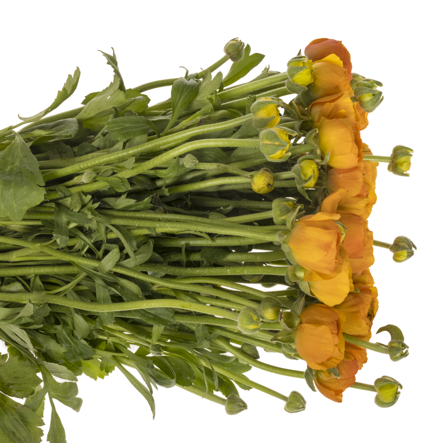 Ranunkel h.orange Elegance Italie 40cm 40 Gramm x 30