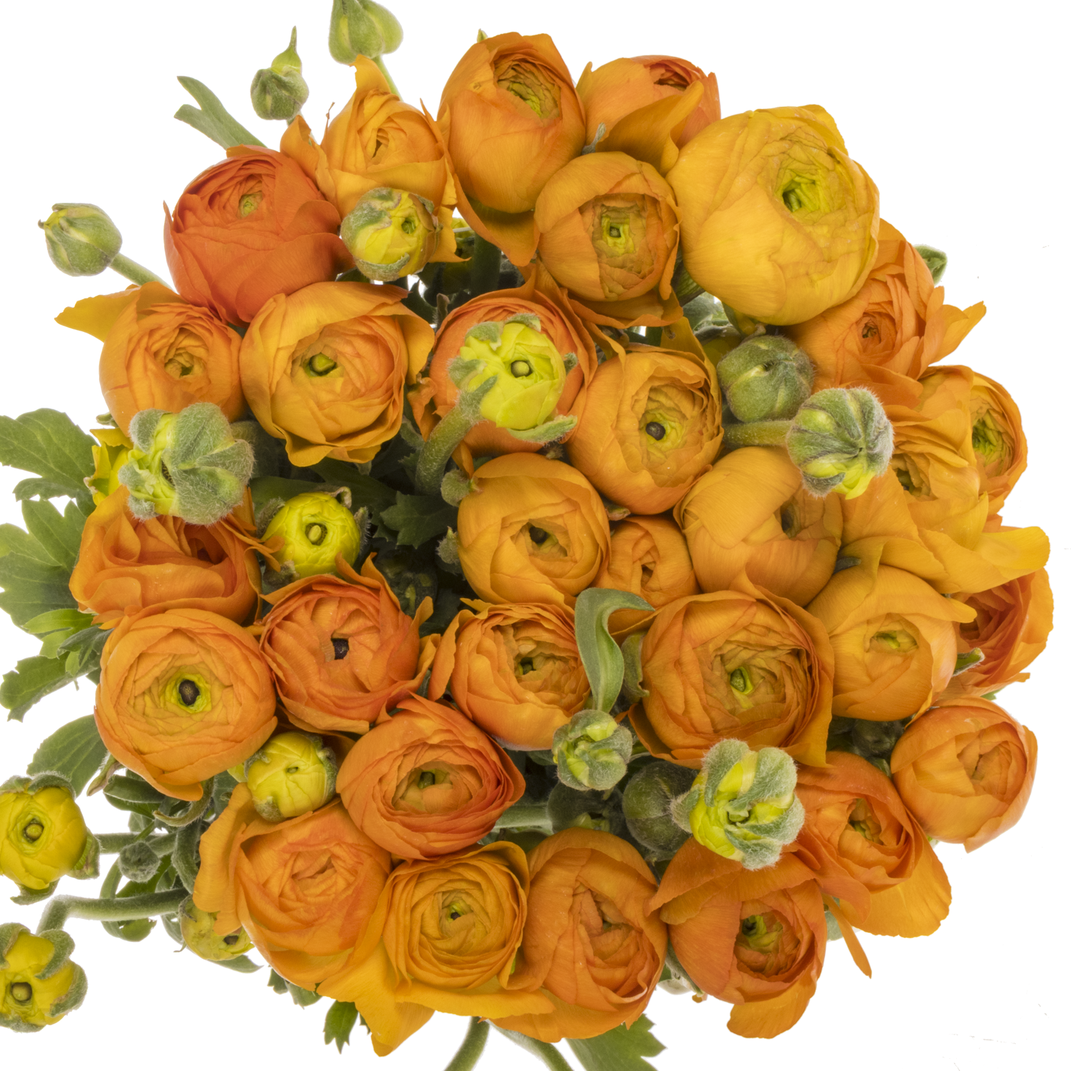 Ranunkel h.orange Elegance Italie 40cm 40 Gramm x 30