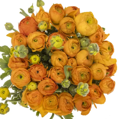 Ranunkel h.orange Elegance Italie 40cm 40 Gramm x 30